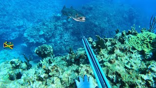 Hunting Barracudas Spearfishing [upl. by Yrocaj]