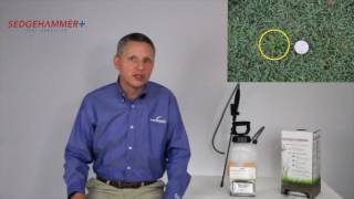 Nutsedge control with SedgeHammer® Herbicide [upl. by Lombardi217]