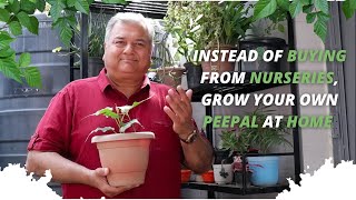 Grow your own Peepal trees at home instead of buying them from nurseries [upl. by Katee]