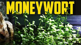 How to Care for Moneywort Bacopa monnieri [upl. by Ybanrab12]