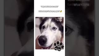 Italian Husky 🤌 italian husky huskylovers animalshorts [upl. by Drofhsa]