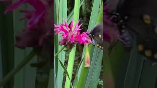 BeeBalm and Butterflies mintfamily Lamiaceae herbaceous perennial NC Flowers Plants [upl. by Nidnerb]