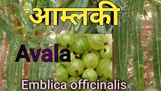 amlaplant Avala आम्लकी amlaki indiangooseberryEmblica officinalis [upl. by Ahswat]