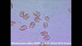 Microalgae for marine hatcheriesDr G Hotos labGreece [upl. by Marozik316]