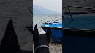 Adventures On Ohrid LakeHeraampSwans🥰🐕😂 [upl. by Py726]