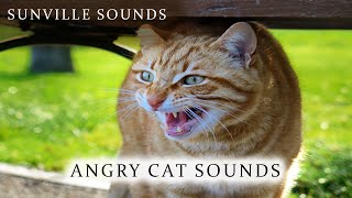 Angry Cat Sound  Scary  Animal Sounds with Peter Baeten [upl. by Faubert]