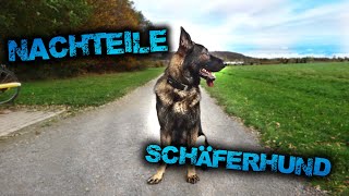 5 gute Gründe für KEINEN Schäferhund  Deutscher Schäferhund DDR Linie [upl. by Chilton]