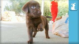 The CUTEST Chocolate Labrador Puppy WAVES his paw  Puppy Love [upl. by Courtney]