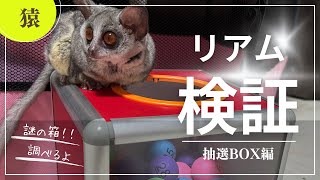 Bushbaby リアム抽選BOX検証編 [upl. by Atirb]