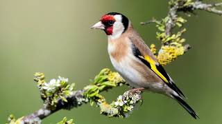 Goldfinch Singing  Amazing Singing [upl. by Enileme]