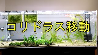 【Aquarium】017：120cmコリドラス水槽立ち上げ コリドラス移動編 [upl. by Urson]