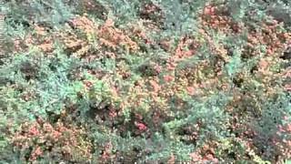 Cotoneaster dammeri Lowfast  Lowfast Bearberry Cotoneaster [upl. by Cirenoj]