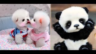 😍ミニポメラニアン 面白くてかわいいポメラニアンビデオ 😍 Mini Pomeranian Funny and Cute Pomeranian Videos [upl. by Eronaele579]