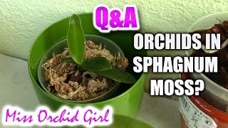 QampA  How do nurseries grow Orchids in sphagnum moss [upl. by Adnicul965]