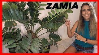 ✅Cómo cuidar Planta ZAMIA Reproducción de Zamia por BULBOS🎯 [upl. by Kathryne906]