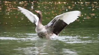 Nice Greylag Geese And Other Waterfowl At A Little Lake [upl. by Alurta]