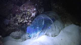 Parrotfish in its protective mucus shield [upl. by Gaul89]