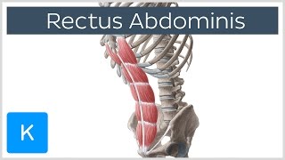 Rectus Abdominis Muscle Overview  Anatomy  Kenhub [upl. by Ella972]