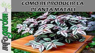 Como reproducir la planta curativa para el riñon Matalí Tradescantia zebrina [upl. by Ciapas]