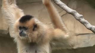 WhiteHanded Gibbon The Forest Acrobat Ape [upl. by Ajnat]