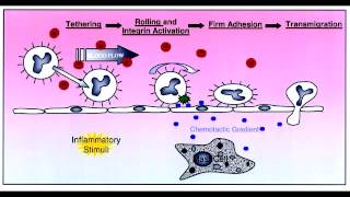 Leukocyte Extravasation  Rolling Tight Binding Diapedesis amp Migration [upl. by Alyekahs]