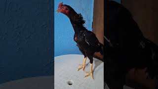 frango indio Morceguinho [upl. by Sclater]