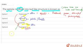 The petiole modified into leaf like structure is known as [upl. by Ellezig461]