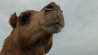 Relaxed Dromedary Camel Observes Around [upl. by Mazlack706]