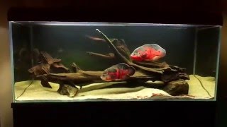 Oscar fish Astronotus ocellatus 450l tank [upl. by Hirza585]