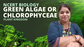 Green algae or Chlorophyceae  Plant Kingdom  Class 11  NEET [upl. by Beaufort]