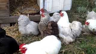 Poule de race pékin bobtail et gris perle [upl. by Thedrick]