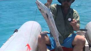 Catching barracuda in Bahamas with underwater sound speaker [upl. by Jory]