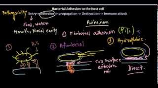 Adhesion of bacteria [upl. by Fergus20]