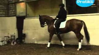 Dressage  les différentes allures du pas  Sport  Equitation [upl. by Raynor]