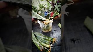 quotHow to Propagate a Snake Plant from Cuttings  Grow New Roots Easily 🌱 GardeningTips minivlog [upl. by Yllim272]