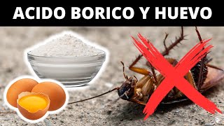 Ácido Bórico y Yema de Huevo para las Cucarachas  MEZCLA MORTAL [upl. by Halford]