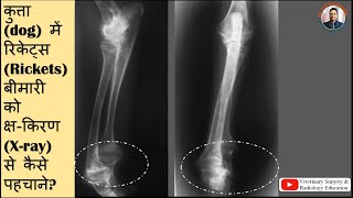 Radiographic signs of rickets in dogsricketsxray se kaise pahchane rickets [upl. by Bensen71]