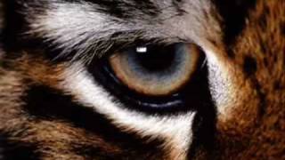 Eye of the Tiger Techno Remix [upl. by Ahsinej]