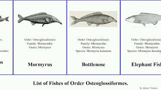 Fishes of Order Osteoglossiformes mormyrops petrocephalus campylomormyrus marcusenius golden tail [upl. by Notned]