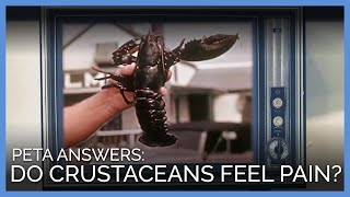 Do Lobsters Feel Pain Do Crabs Feel Pain  PETA Video Answers [upl. by Karol220]