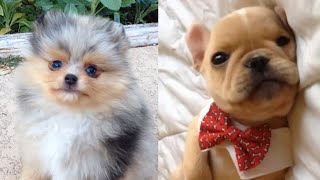 Baby Dogs  Cute and Funny Dog Videos Compilation  Cute Pet Animals [upl. by Minoru]