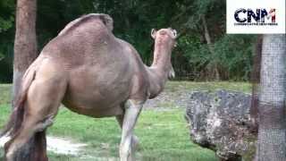 OneHump Camels vs TwoHump Camels  Dromedary vs Bactrian  A Comparison by John D Villarreal [upl. by Gentille8]