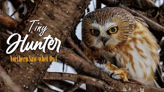 Northern Sawwhet Owl [upl. by Orimisac]