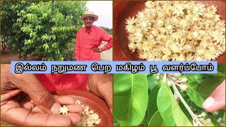 இல்லம் நறுமண பெற மகிழம் பூ வளர்ப்போம்How To Maintain Mimusops Elengi or Spanish Cherry Plant [upl. by Airamat]