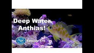 Deep Water Anthias Fincasters Episode 175 [upl. by Esinwahs]