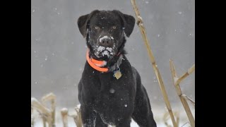 Pheasant Hunting With Dogs  Tips for Beginners Part 3 [upl. by Acirfa747]