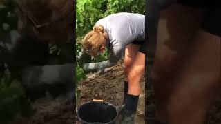 Harvesting A Burgundy Vineyard by Hand A Journey Like No Other [upl. by Nahsed]