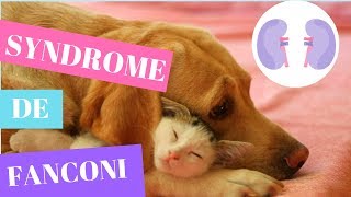 Le syndrome de Fanconi  Chez le chien et le chat [upl. by Nerrad166]