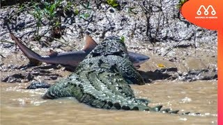 CROCODILO COMENDO TUBARÃƒO NA AUSTRALIA  MAIORES DO MUNDO [upl. by Fidellas]