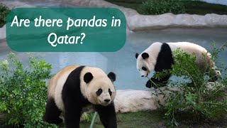 Are there pandas in Qatar  Inside World’s Biggest Panda House Qatar [upl. by Nwahsyar]